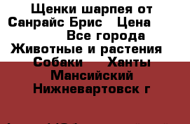 Щенки шарпея от Санрайс Брис › Цена ­ 30 000 - Все города Животные и растения » Собаки   . Ханты-Мансийский,Нижневартовск г.